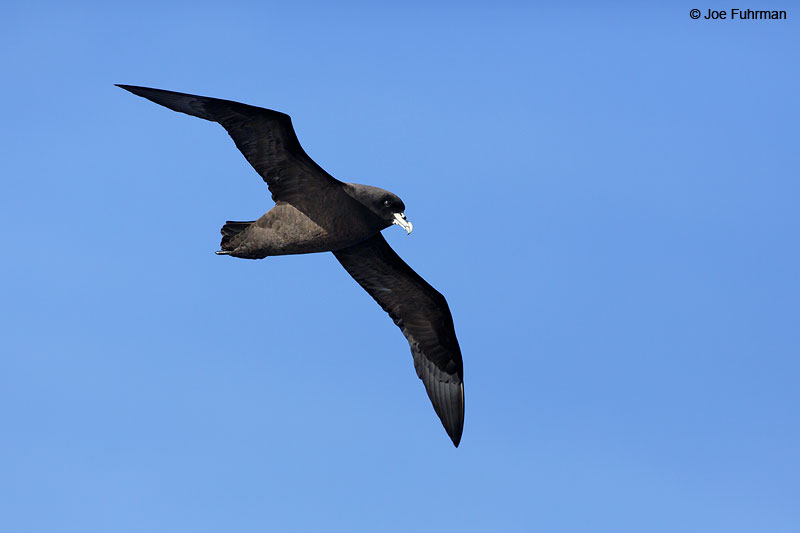 White-chinned_Petrel_07A7206