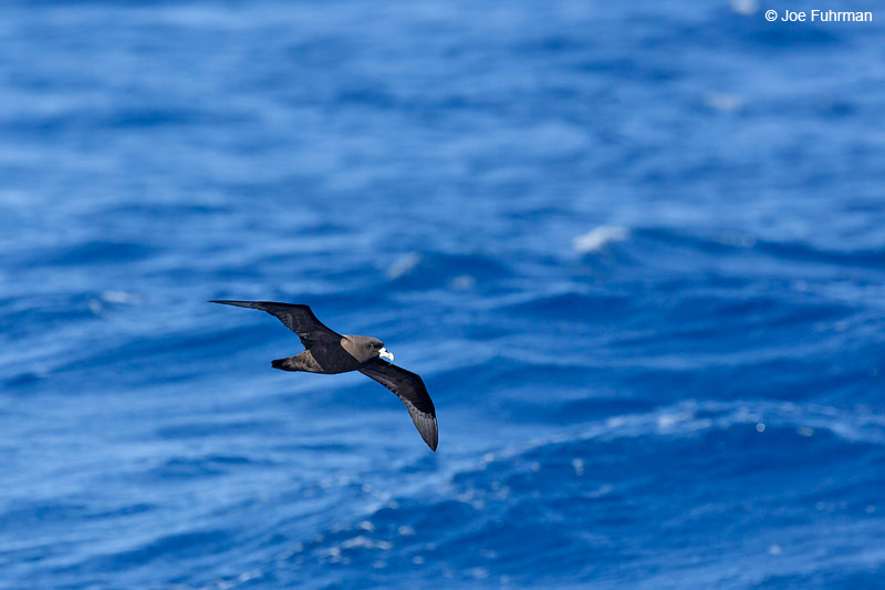 White-chinned_Petrel_07A7353