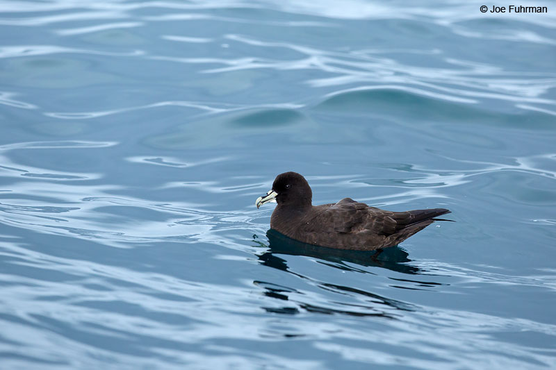 White-chinned_Petrel_16A9277