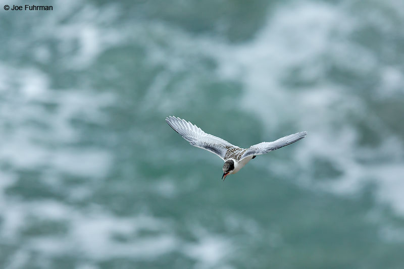 White-fronted Tern   Sterna striataAuckland, New Zealand   Dec. 2014
