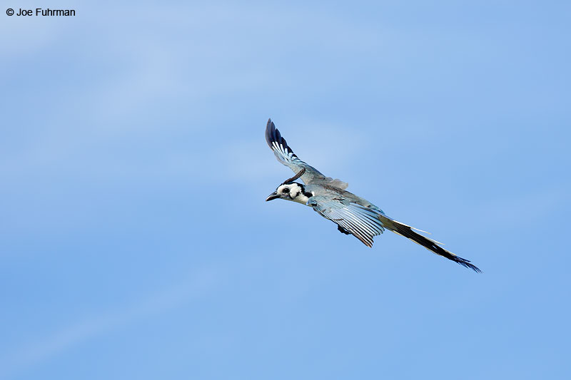 White-throated Magpie-JayJalisco, Mexico April 2015