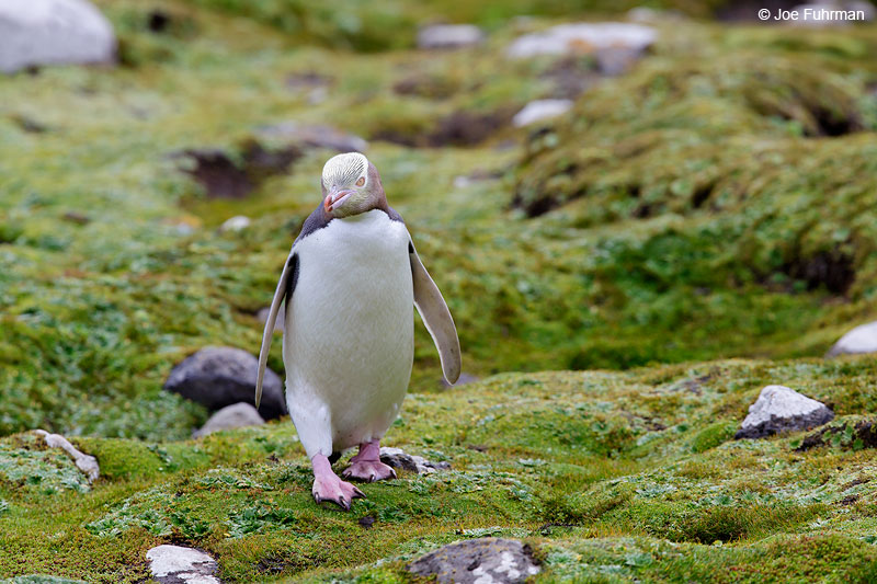 Yellow-eyed_Penguin_16A4166