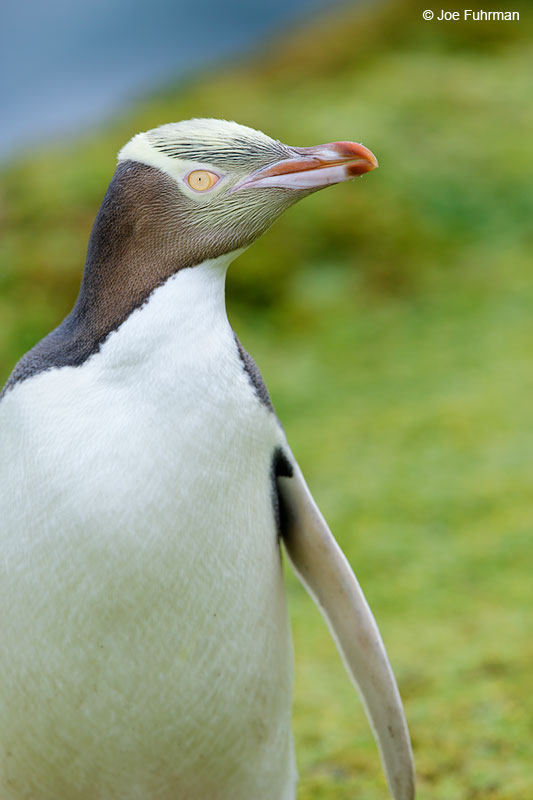 Yellow-eyed_Penguin_16A4194