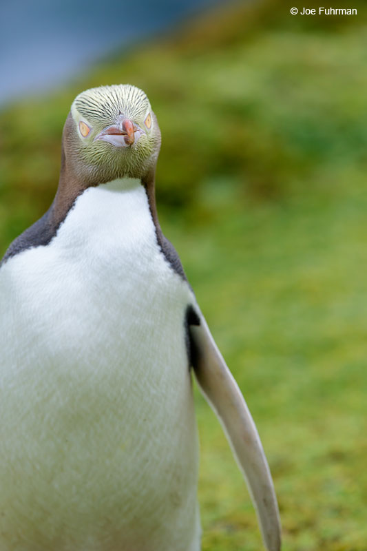 Yellow-eyed_Penguin_16A4195