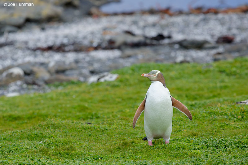 Yellow-eyed_Penguin_16A4653
