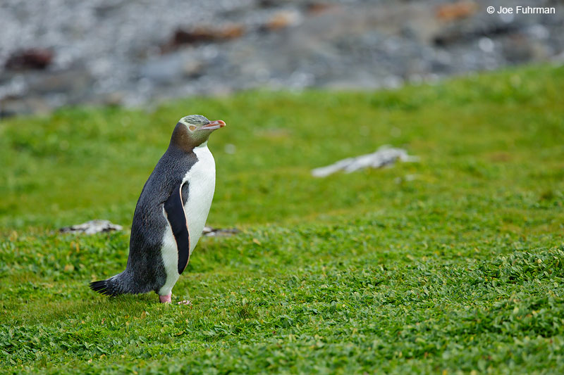 Yellow-eyed_Penguin_16A4659