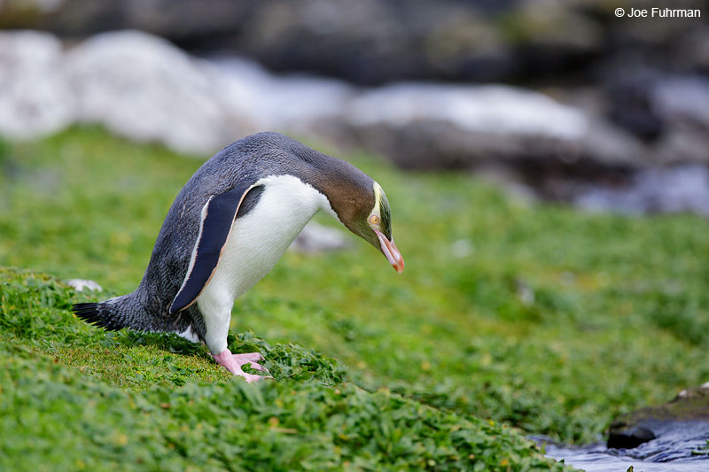 Yellow-eyed_Penguin_16A4689