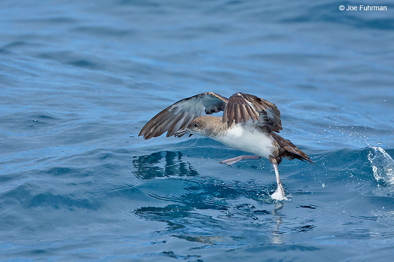 Black-vented Shearwater L.A. Co., CA July 2016