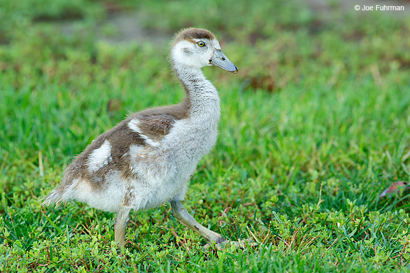 Egyptian Goose-juvenileOrange Co., CA August 2015