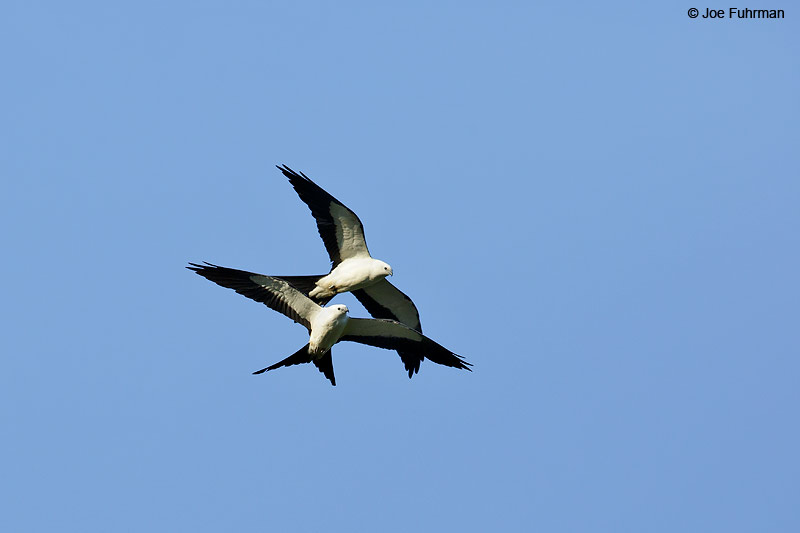 Swallow-tailed KiteLake Woodruff National Wildlife Refuge, FL   July 2015