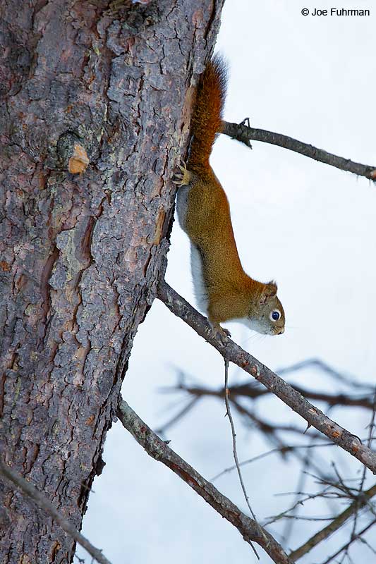 Red Squirrel Rudyard, MI Jan. 2016