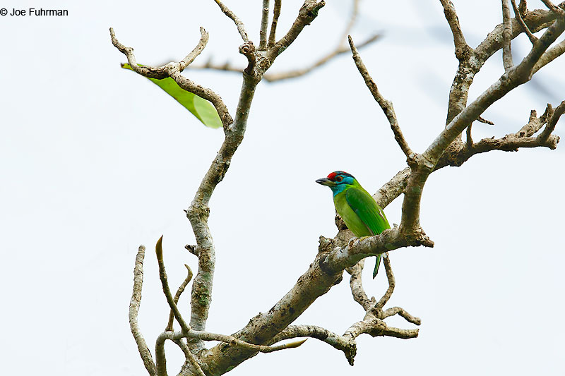 Blue-throated Barbet Mae Wong N.P., Thailand October 2015