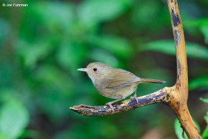 Buff-breasted Babbler – Joe Fuhrman Photography