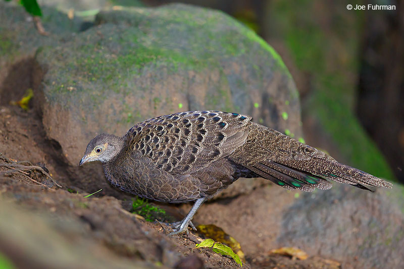 Gray Peacock-PheasantMae Wong N.P., Thailand   October 2015