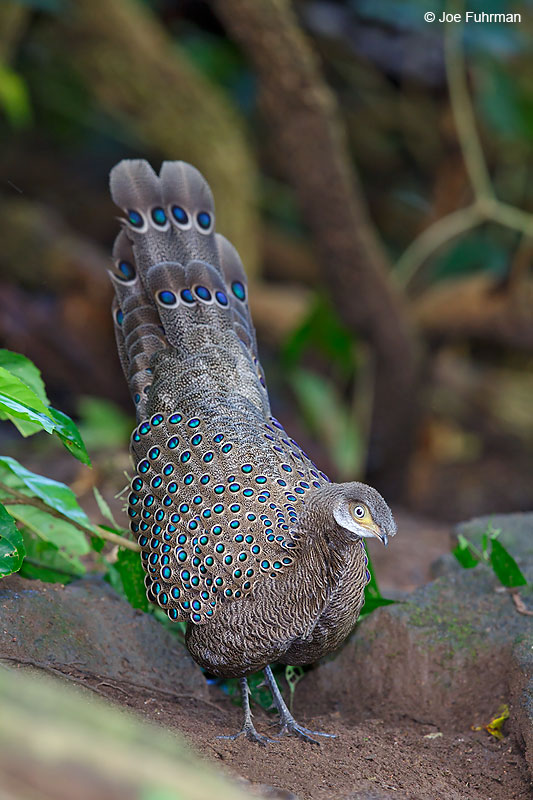 Gray Peacock-Pheasant Mae Wong N.P., Thailand   October 2015