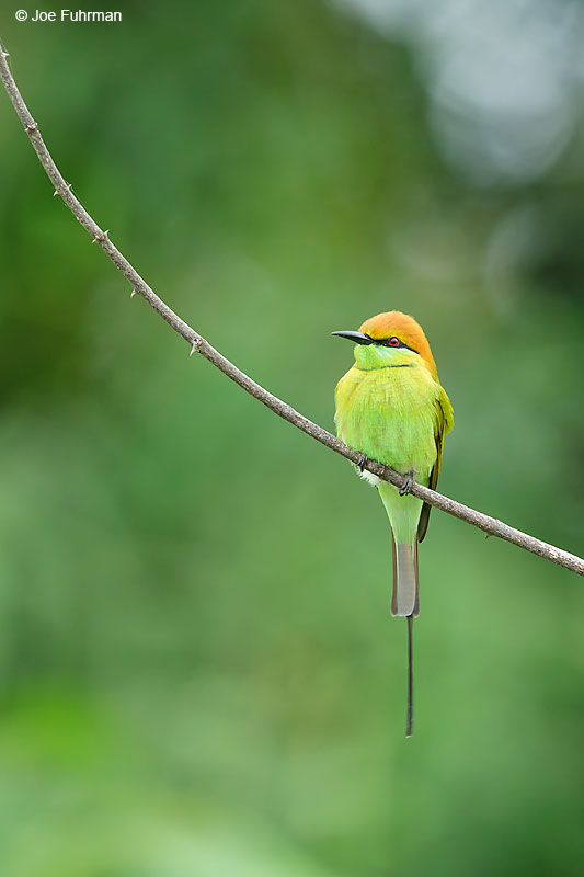 Green Bee-Eater Thailand October 2015
