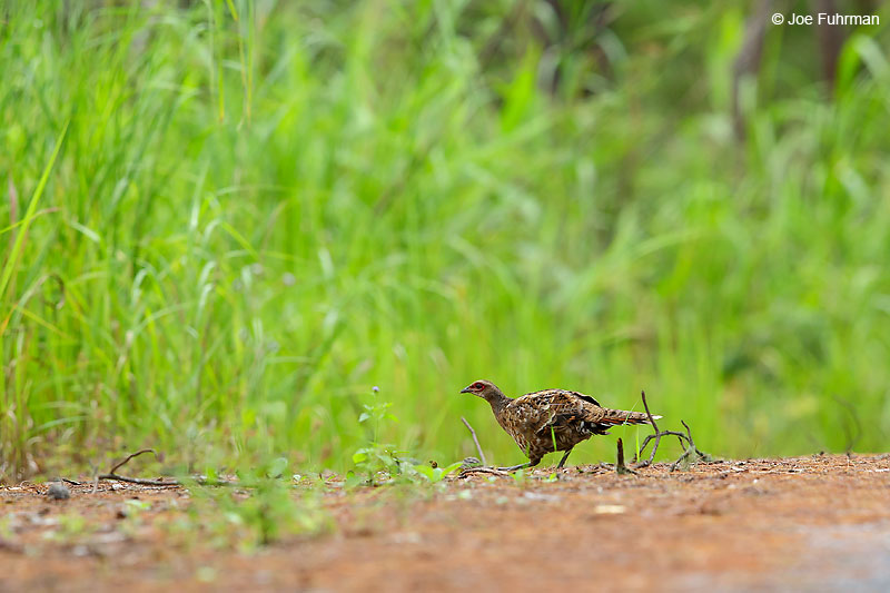Hume's Pheasant Thailand   October 2015