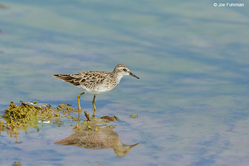 Long-toed Stint Thailand   October 2015