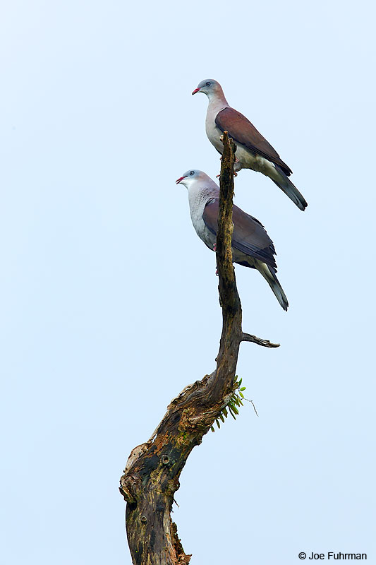 Mountain Imperial-Pigeon Mae Wong N.P., Thailand   October 2015