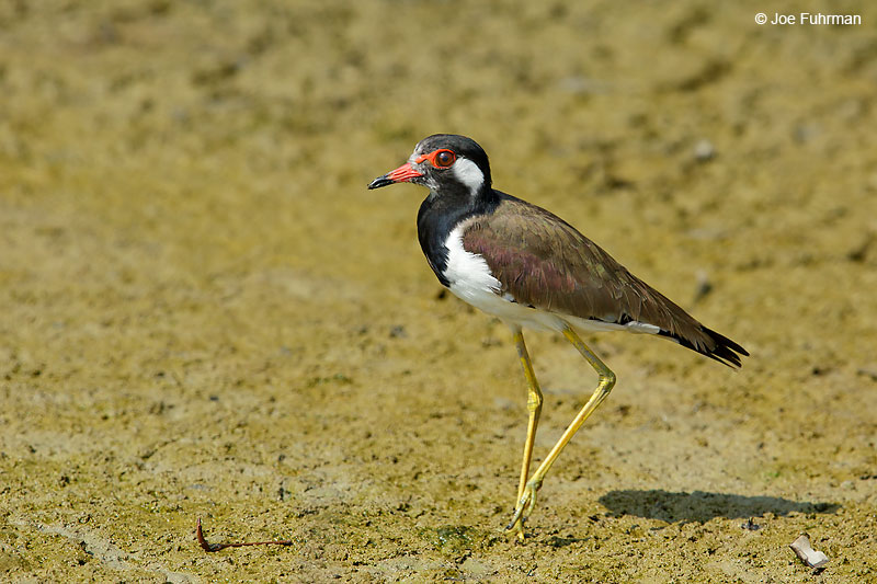 Red-wattled Lapwing Thailand   October 2015