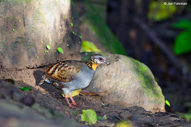 Rufous-throated Partridge Mae Wong N.P., Thailand   October 2015