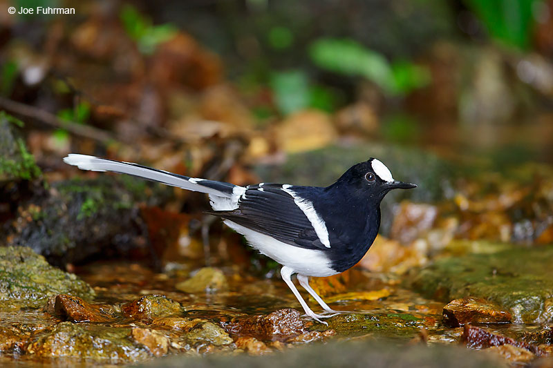 White-crowned Forktail Thailand October 2015