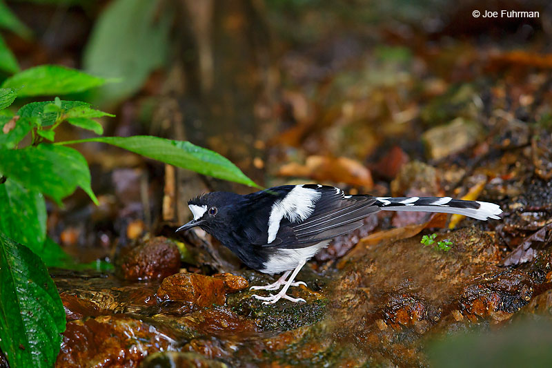 White-crowned Forktail Thailand   October 2015