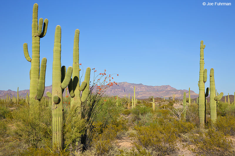 Organ Pipe Cactus National Monument, AZ   March
