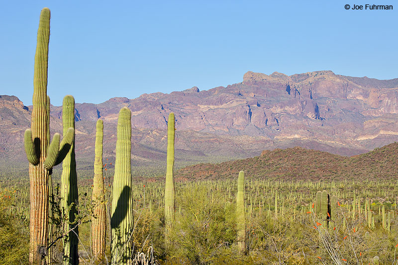Ajo Mtns.Organ Pipe Cactus National Monument, AZ   March