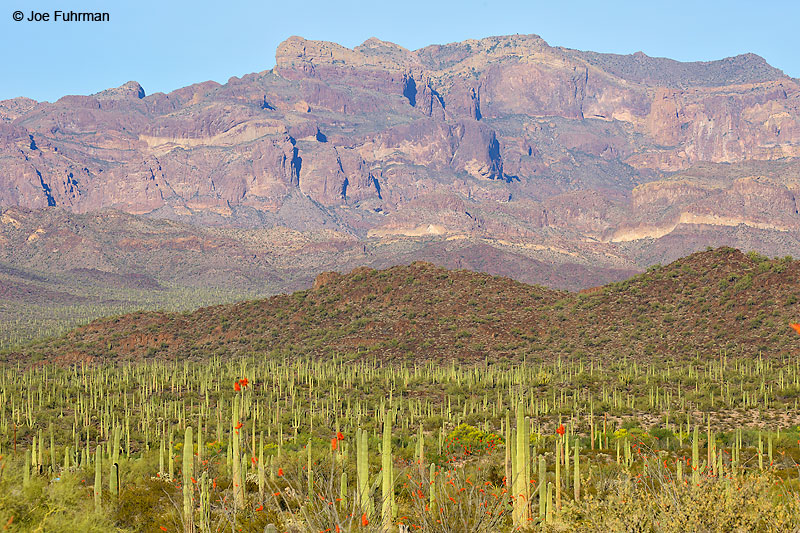 Ajo Mtns. Organ Pipe Cactus National Monument, AZ   March