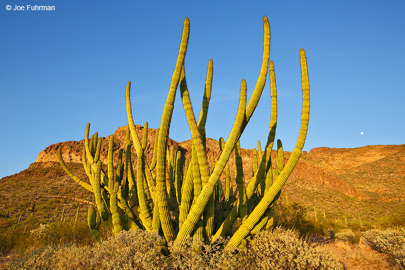 Ajo Mtns.Organ Pipe Cactus National Monument, AZ   March