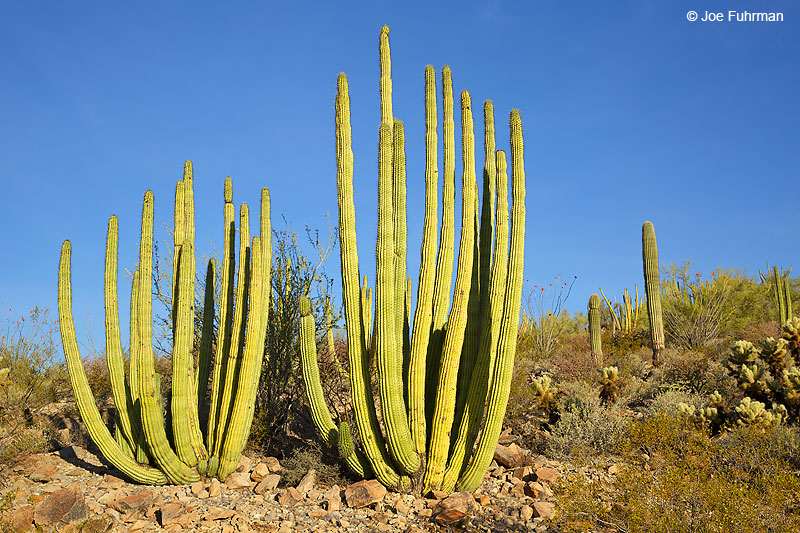Organ Pipe Cactus National Monument, AZ   March