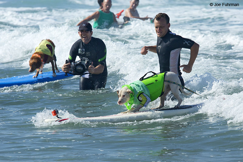Surf DogDel Mar, CA Sept. 2014