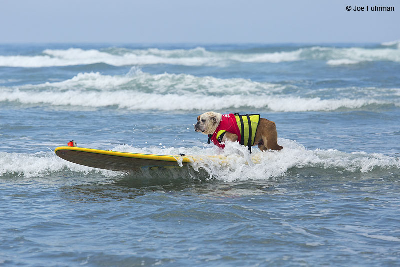Surf Dog Del Mar, CA Sept. 2014