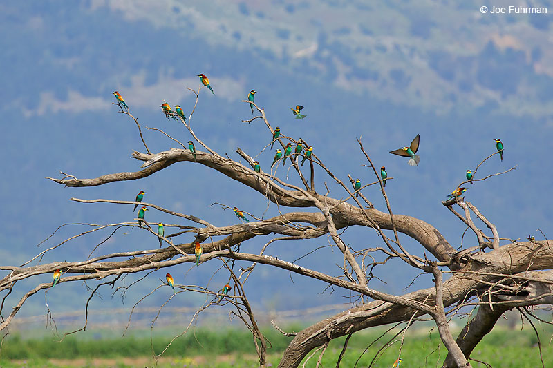 European Bee-eater (Merops apiaster}Hula Valley, Israel April 2016
