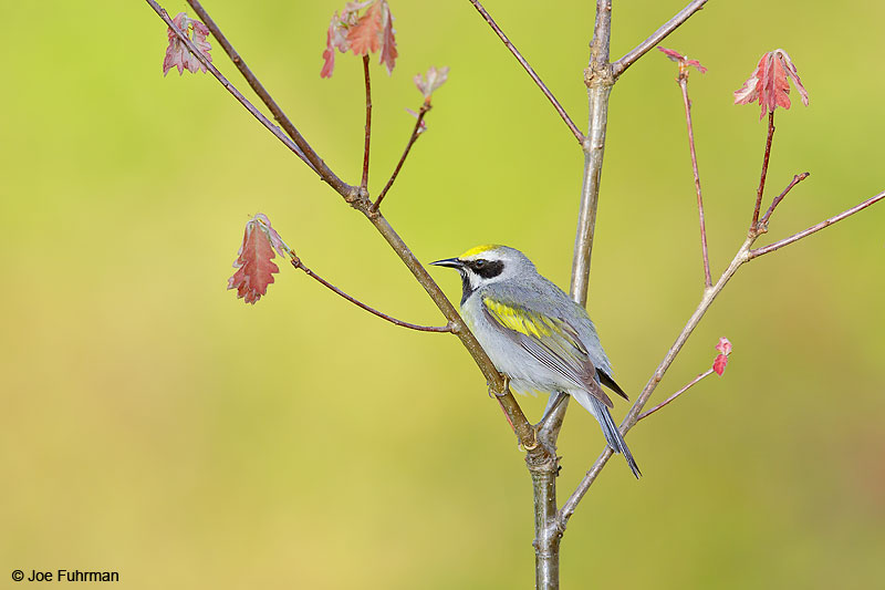 Golden-winged Warbler Lackawanna Co., PA   May 2016