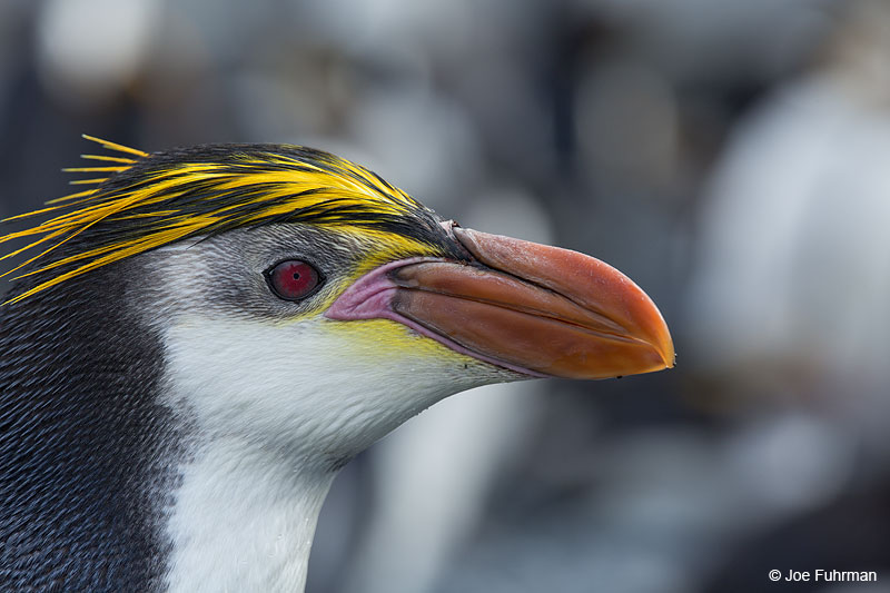 Royal PenguinMacquarie Island, Australia   Nov. 2014