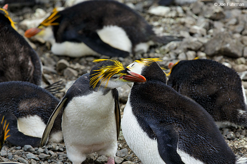 Royal PenguinMacquarie Island, Australia   Nov. 2014