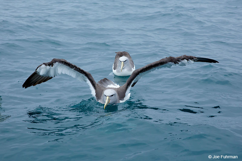 Salvin's AlbatrossKaikoura, New Zealand Dec. 2014