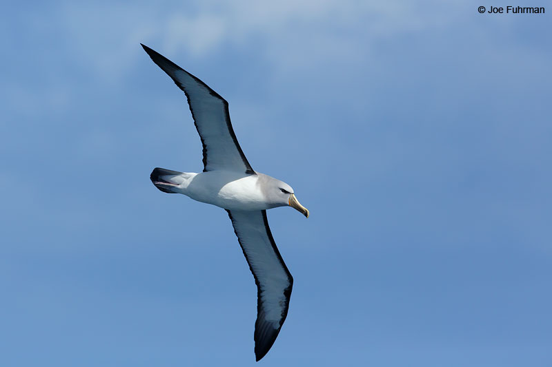Salvin's_Albatross_07A5594