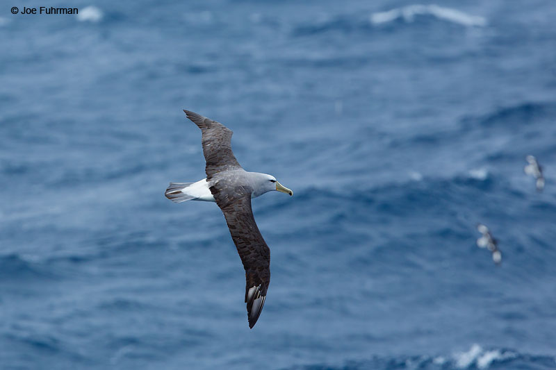 Salvin's AlbatrossBounty Island, New Zealand Nov. 2014