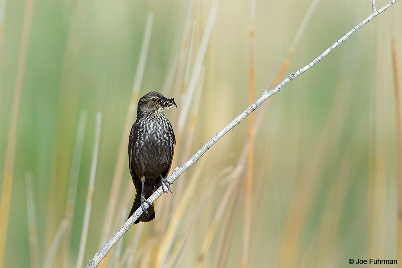 Tricolored Blackbird-femaleL.A. Co., CA May 2016