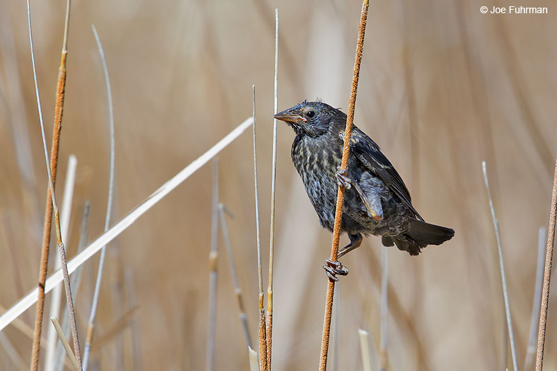 Tricolored Blackbird-juvenileL.A. Co., CA May 2016