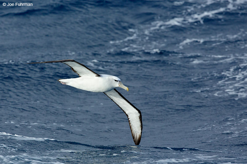 White-capped_Albatross_07A5078