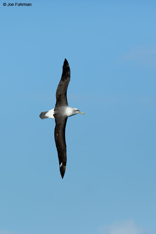 White-capped_Albatross_07A5106