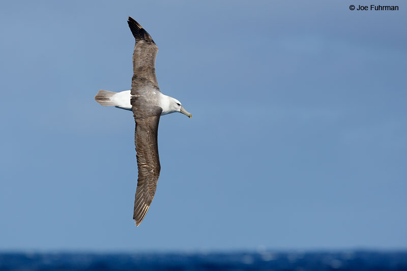White-capped_Albatross_07A5402