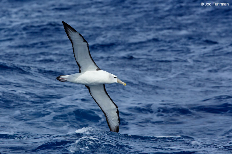 White-capped_Albatross_07A5426