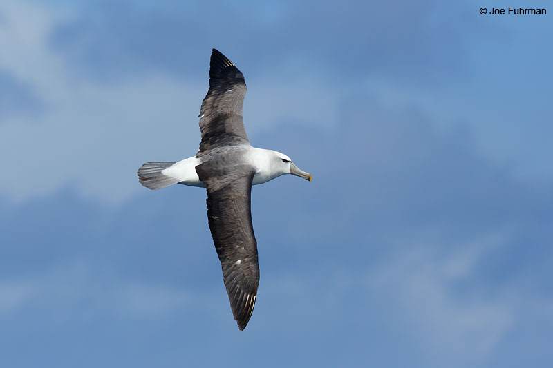 White-capped_Albatross_07A5533
