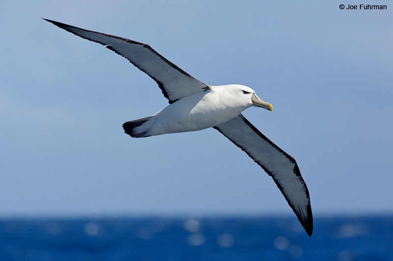 White-capped_Albatross_07A6120