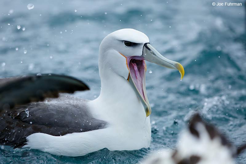White-capped AlbatrossKaikoura, New Zealand Dec. 2014